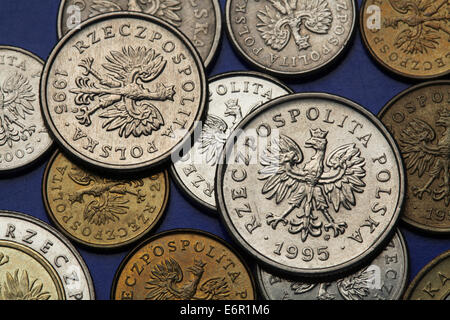 Münzen aus Polen. Polnische Staatswappen der White Eagle in Polen Zloty Münzen abgebildet. Stockfoto