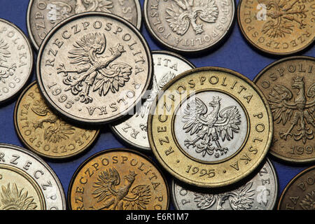 Münzen aus Polen. Polnische Staatswappen der White Eagle in Polen Zloty Münzen abgebildet. Stockfoto