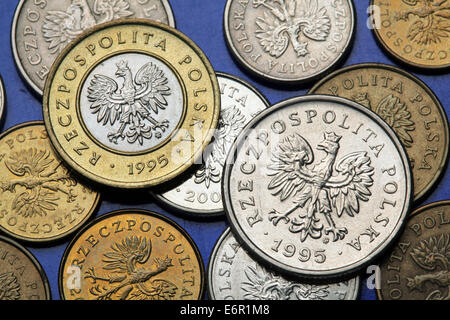 Münzen aus Polen. Polnische Staatswappen der White Eagle in Polen Zloty Münzen abgebildet. Stockfoto