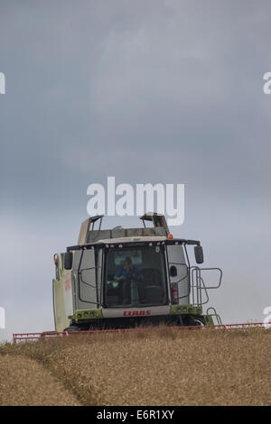 Landwirt konzentriert sich, wie er seine Claas Mähdrescher verwendet, um ein Feld von gut gereiften Gerste auf den South Downs zu ernten. Stockfoto