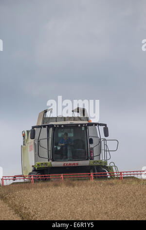 Landwirt konzentriert sich, wie er seine Claas Mähdrescher verwendet, um ein Feld von gut gereiften Gerste auf den South Downs zu ernten. Stockfoto