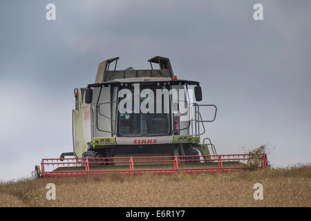 Landwirt konzentriert sich, wie er seine Claas Mähdrescher verwendet, um ein Feld von gut gereiften Gerste auf den South Downs zu ernten. Stockfoto