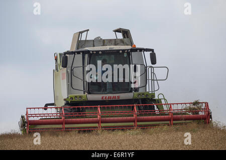 Landwirt konzentriert sich, wie er seine Claas Mähdrescher verwendet, um ein Feld von gut gereiften Gerste auf den South Downs zu ernten. Stockfoto