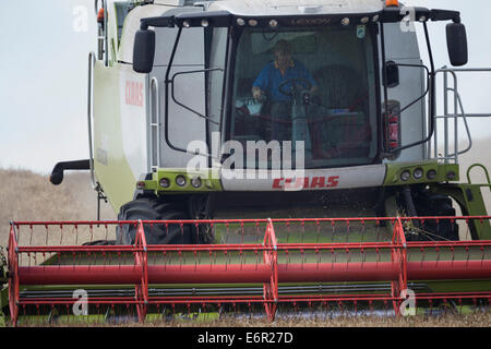 Landwirt konzentriert sich, wie er seine Claas Mähdrescher verwendet, um ein Feld von gut gereiften Gerste auf den South Downs zu ernten. Stockfoto