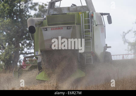 Staub fliegt in die Luft hinter einem Claas Mähdrescher, wie es ein Feld von gut gereiften Gerste auf den South Downs erntet. Stockfoto