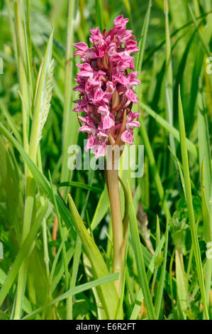 Frühe Knabenkraut - Dactylorhiza Wurzelsud Coccinea ganze Pflanze Stockfoto