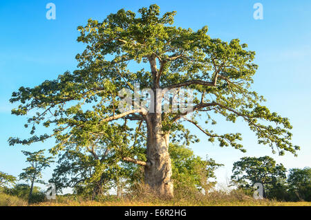 Majestätischen Baobab-Baum in Angola, Afrika Stockfoto