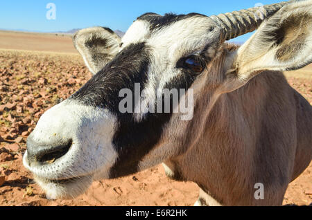 Close-up auf dem Gesicht ein Oryx (Oryx) Stockfoto