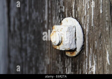 Wetter geschlagenen Mutter, Schraube und Scheibe. Stockfoto