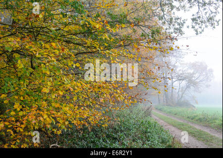 Herbst-Szene, Varnesch, Goldenstedt, Landkreis Vechta, Oldenburger Münsterland, Niedersachsen, Deutschland Stockfoto