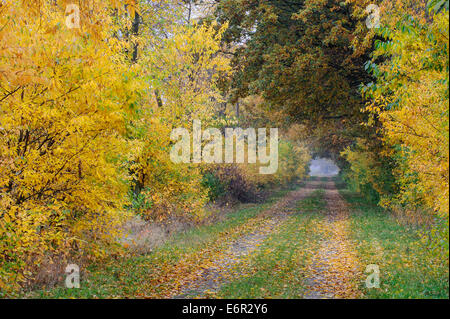 Herbst-Szene, Varnesch, Goldenstedt, Landkreis Vechta, Oldenburger Münsterland, Niedersachsen, Deutschland Stockfoto