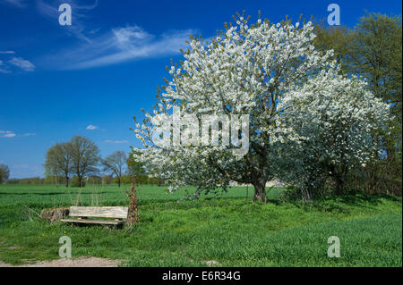 blühender Kirschbaum, Carum, Vechta, Landkreis Vechta, Oldenburger Münsterland, Niedersachsen, Deutschland Stockfoto