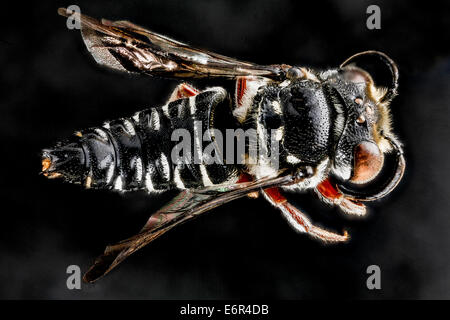 Coelioxys Vigilans, eine Parasitenbienenart, wird von oben auf einem detaillierten Makrofoto gezeigt, das in der Dominikanischen Republik aufgenommen wurde. Diese Art ist für die Parasitisierung anderer Bienenarten bekannt und spielt eine wichtige Rolle im lokalen Ökosystem. Das Bild hebt die feinen Details der Körperstruktur der Biene hervor und hilft bei der Identifizierung und Untersuchung des parasitären Verhaltens. Stockfoto