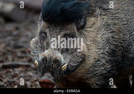 Ein Visayan Warty Schwein schaut aus seinem Gehege. Stockfoto