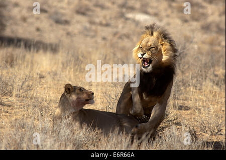 Löwen (Panthera leo) paaren sich auf den offenen Ebenen, Kgalagadi Transfontier Park, Südafrika Stockfoto