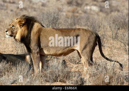 Löwe (Panthera leo) auf den offenen Ebenen, Kgalagadi Transfontier Park, Südafrika Stockfoto