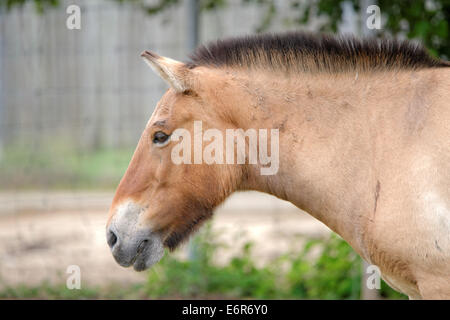 Przewalski Pferd oder Dzungarische Pferd, ist eine seltene und vom Aussterben bedrohte Unterart des Wildpferd (Equus Ferus). Stockfoto