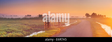 Typische holländische Landschaft an einem schönen nebligen Morgen bei Sonnenaufgang. Stockfoto