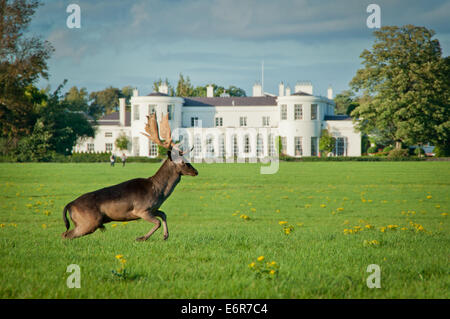 Hirsch Damhirsch vor amerikanischen Botschafters in Dublins Phoenix Park Stockfoto