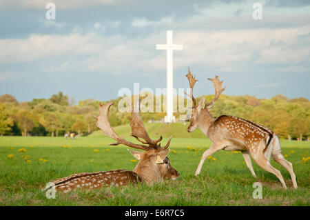 Damwild Hirsche beim päpstlichen Kreuz in Dublins Phoenix Park in Irland Stockfoto