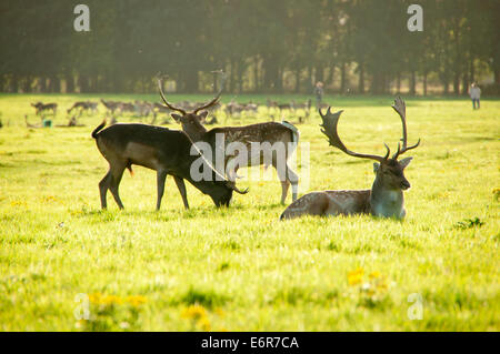 Männliche Damhirsche Beweidung mit Herde abends Sonne Licht im Phoenix Park, Dublin, Irland Stockfoto