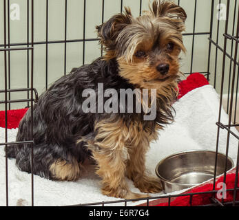 Ein Yorkshire-Terrier weist darauf hin, dass er hungrig ist, durch starrte auf seinen Futternapf und dann seines Besitzers. Stockfoto