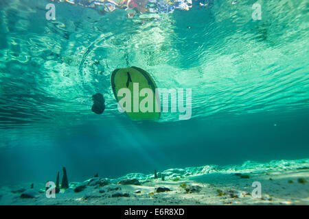 Unterwasserfoto ein Stand Up Paddel Boarder schwebt über einige Zypressen Knien im kristallklaren Wasser in einem Florida-Frühling Stockfoto