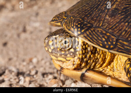rot eared Slider Schildkröten in freier Wildbahn, umgeben von typischen Flora und mit Neugier auf die Kamera Stockfoto