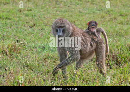 Weibliche Olive Baboon tragen ein Baby auf dem Rücken durch Grünland in Lake Nakuru National Park Kenia Ostafrika OLIVE BABOON B Stockfoto