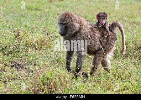 Weibliche Olive Baboon tragen ein Baby auf dem Rücken durch Grünland in Lake Nakuru National Park Kenia Ostafrika OLIVE BABOON B Stockfoto