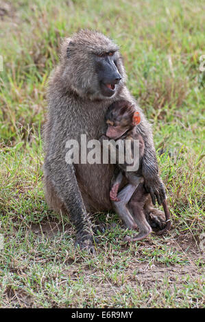 Weibliche Olive Baboon kuscheln ihr Baby in Grünland in Lake Nakuru National Park Kenia Ostafrika OLIVE BABOON B sitzend Stockfoto