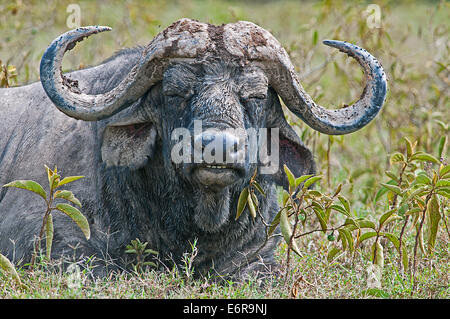 Portrait des afrikanischen Bufallo SYNCHERUS CAFFER liegend kauen die Cud Kneter-in Lake Nakuru National Park Kenia hautnah Stockfoto