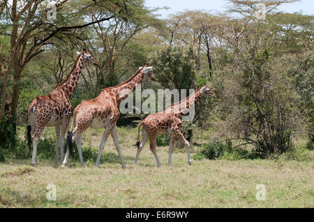 Drei Rothschilds Giraffen in Akazien Wald in Lake Nakuru National Park Kenia in Ostafrika Stockfoto