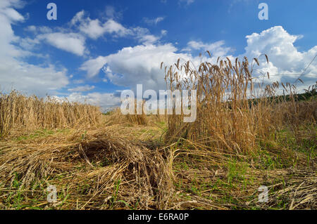 Beschädigte Pflanzen Weizen von Wildschweinen gemacht. Feld mit liegender Weizen, Verlust in der Ernte. Stockfoto