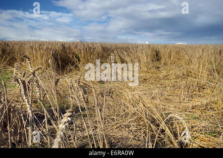 Beschädigte Pflanzen Weizen von Wildschweinen gemacht. Feld mit liegender Weizen, Verlust in der Ernte. Stockfoto