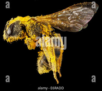 Halictus Ligatus, F, Seite, Seite, Philidelphia, PA 2013-01-04-14.53.42 ZS PMax, Philidelphia, PA 2013-01-04-145342 ZS PMax 8353330001 o Morris Arboretum, Philadelphia Pennsylvania, abgedeckt in Pollen von einer unbekannten Pflanze Halictus Ligatus, F Stockfoto