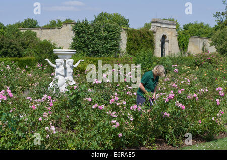 Die Gärtnerin, die im Rosengarten im Wrest Park, Großbritannien, arbeitet; eine klassische Marmorstatue im Hintergrund. Silsoe, Bedfordshire, Großbritannien Stockfoto