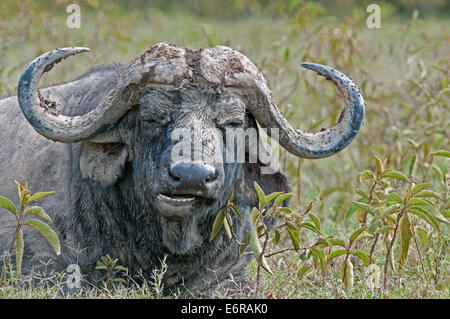 Portrait des afrikanischen Bufallo SYNCHERUS CAFFER liegend kauen die Cud Kneter-in Lake Nakuru National Park Kenia hautnah Stockfoto