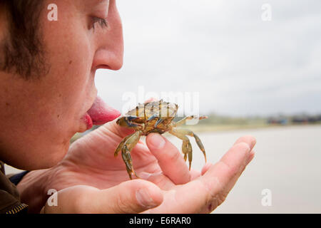 Fangfrische Krabben, gehalten in jemand hand, Hafen Southwold, Suffolk, UK Stockfoto