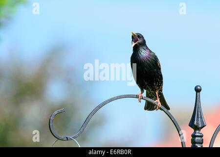 Erwachsene häufig Star (Sturnus Vulgaris) hockt auf dem Stand ein Vogelhaus und fordert in einer britischen Stadtgarten. Stockfoto