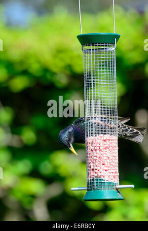 In einer britischen Stadtgarten ernährt sich eine wilde adult gemeinsame Starling (Sturnus Vulgaris) auf den Inhalt ein Futterhaus. Stockfoto