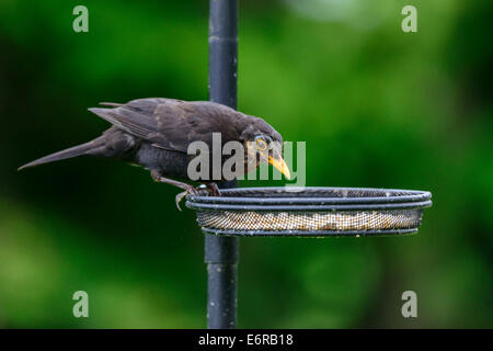 Erwachsene männliche Amsel (Turdus Merula) hockt auf einen Anzuchtkasten auf einem Futterhaus in einem britischen Stadtgarten. Stockfoto