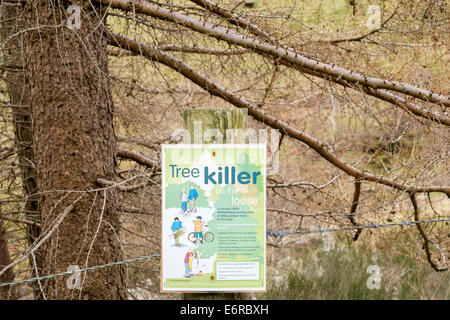 Schild Warnung vor Baum killer Phytophthora Austrocedrae Krankheit tötet Wacholderbäumen im Lake District National Park England UK Stockfoto