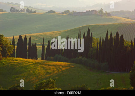 Chianti, Radda in Chianti, Weinberge, Tuscany Landschaft, Provinz Siena, Toskana, Italien, Stockfoto