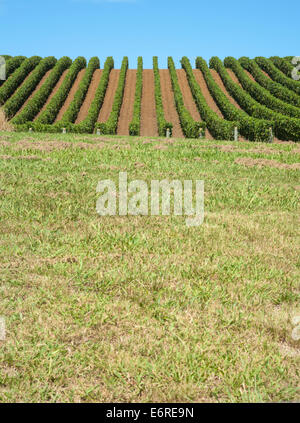 Weingut über sanfte Hügel am Matakana, Northland, Neuseeland. Stockfoto