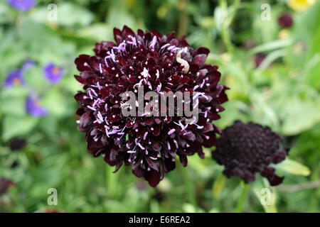 Witwenblume Scabiosa Atropurpurea ' Black Knight Stockfoto