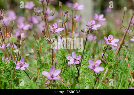 Gemeinsamen Stork es-Rechnung [Erodium Cicutarium] [Redstem Filaree] Sussex, UK. April Stockfoto