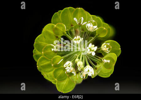 Lepidium virginicum 2012-05-31-131341-ZS-PMax 7159690601 o Stockfoto