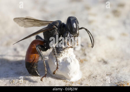 Porträt von einer Wespe Stockfoto