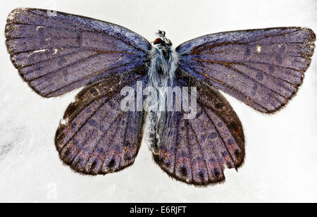 Dieses Bild zeigt einen weiblichen Karner Blue Schmetterling, eine vom Aussterben bedrohte Art, die sich von Lupinen ernährt. Die Rückenansicht des Schmetterlings hebt die Schuppenmuster auf seinen Flügeln hervor. Stockfoto